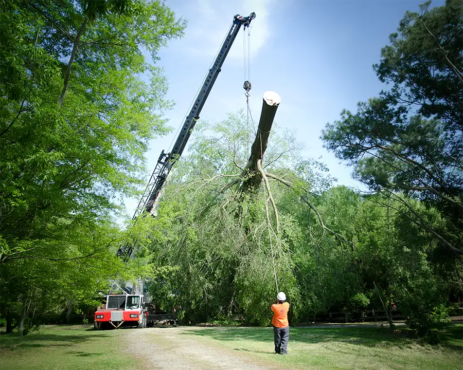 Elite Tree Service professional tree removal from Godfrey Illinois property