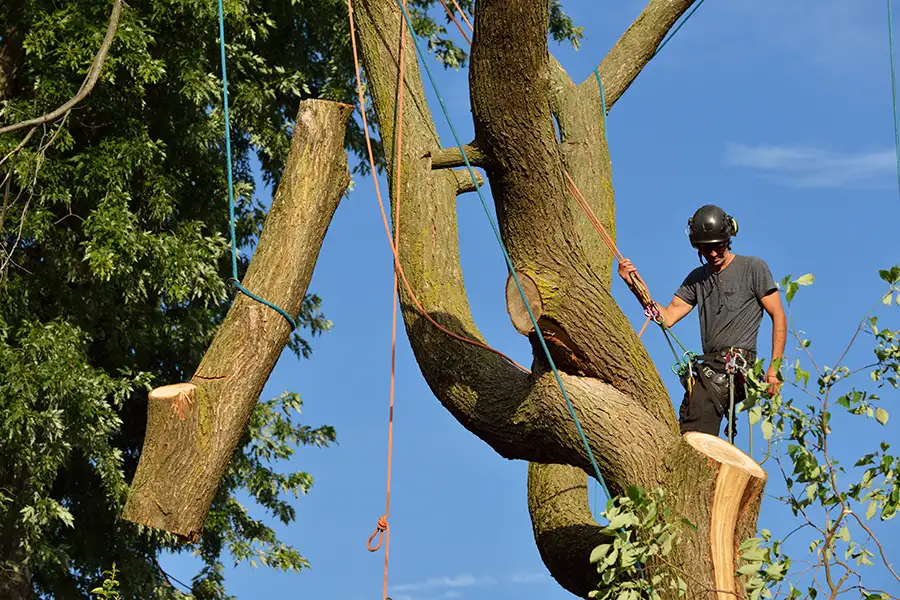 Elite Tree Service - Professional Tree Removal Services in Godfrey Illinois