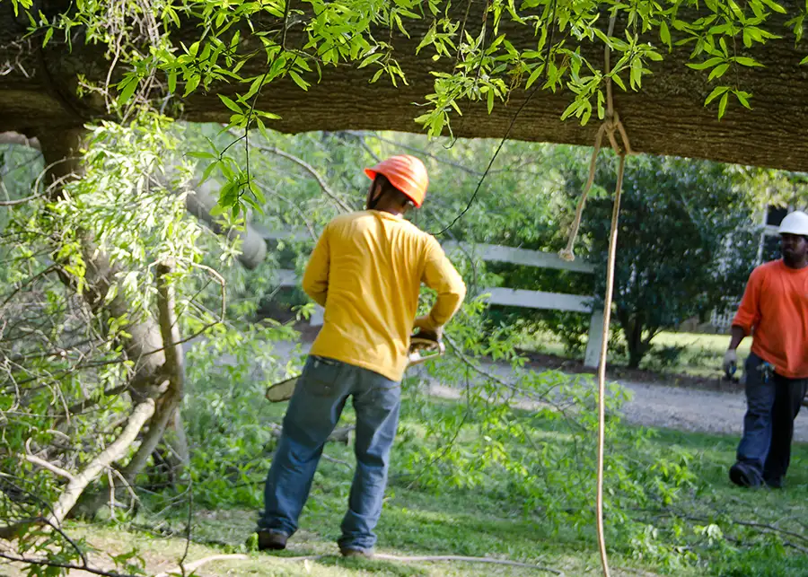 Elite Tree Service - Professional Storm Damage Tree Removal Services in Godfrey Illinois
