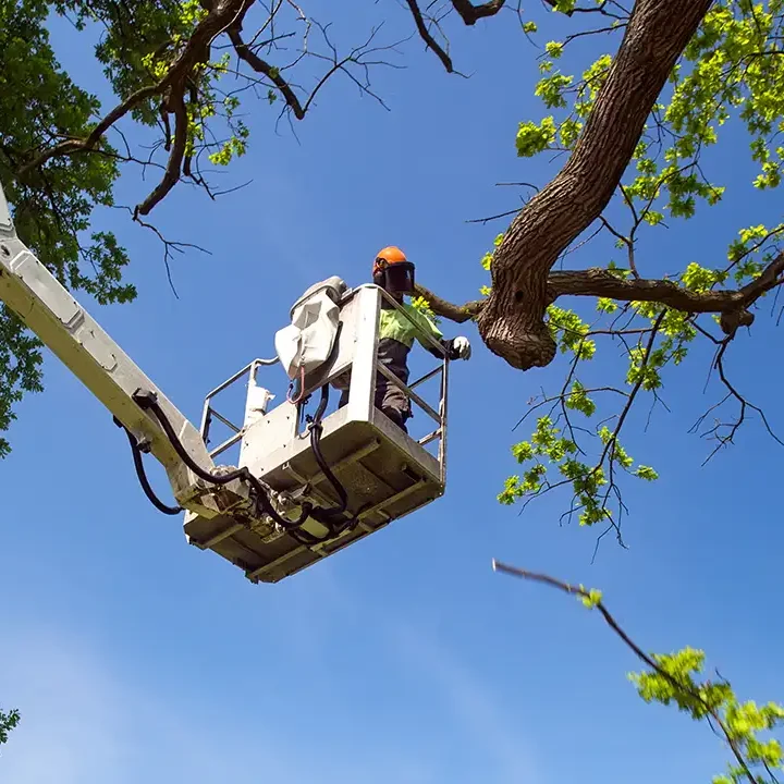Elite Tree Service - Professional Bucket Truck Services in Godfrey Illinois