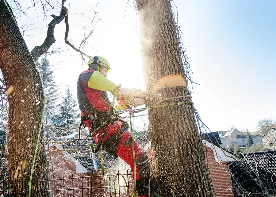 Elite Tree Service - Expert tree removal with chain saw on Godfrey Illinois property