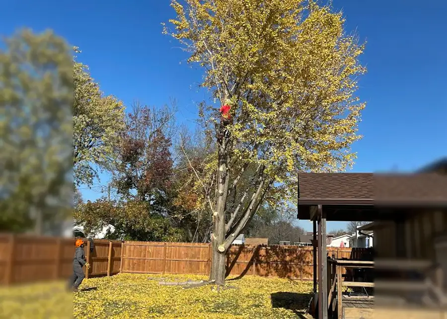 Elite Tree Service - tree removal services underway at Godfrey Illinois home